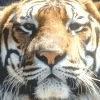 Tiger l'Osmose